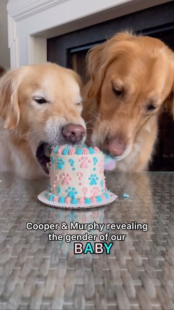 two golden retriever puppies looking at a birthday cake with the caption, cooper & murphy revaling the generation of our baby