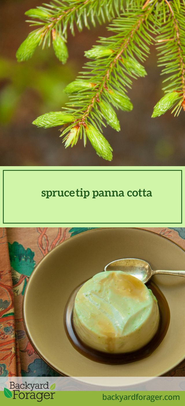 a spoon sitting on top of a brown plate next to a pine tree with the words spruce tip panna cota