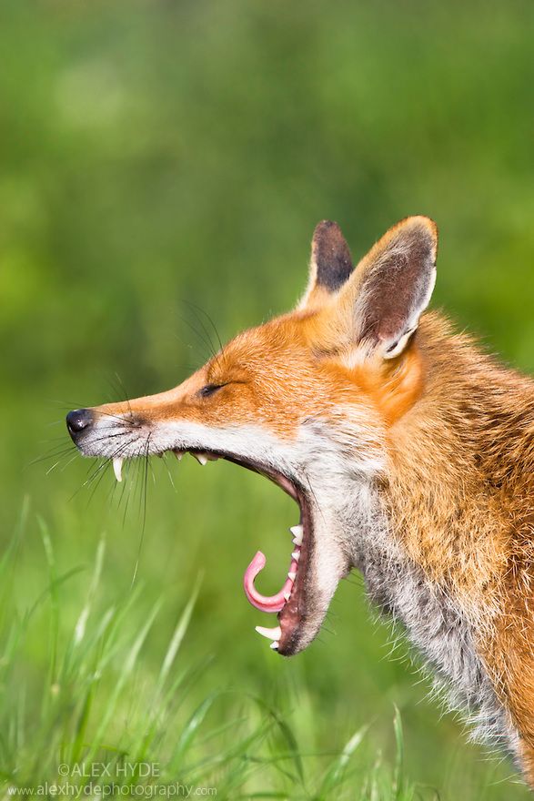 a red fox yawns in the grass with its mouth open