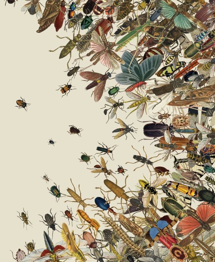 an image of many different bugs and insects