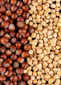 different types of nuts are arranged in the same row, including hazels and chestnuts