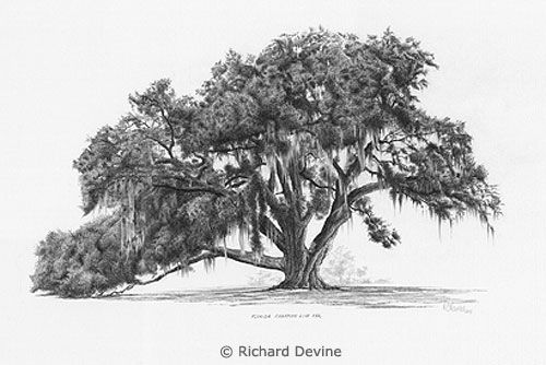 a pencil drawing of a large tree with spanish moss on it's leaves and branches