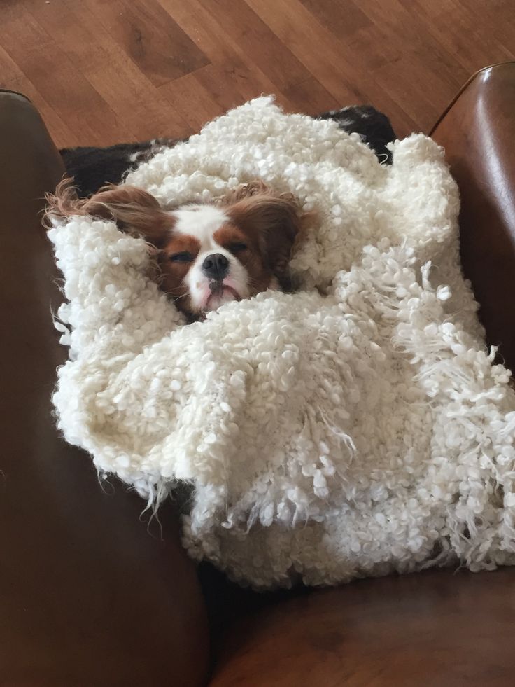 a brown and white dog laying on top of a couch covered in a fluffy blanket