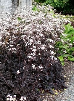 a bush with white flowers next to a stone wall