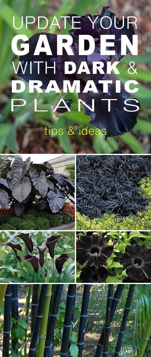 the garden with dark and dramatic plants is shown in four different pictures, including black flowers