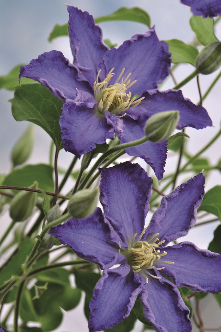 purple flowers with green leaves against a blue sky