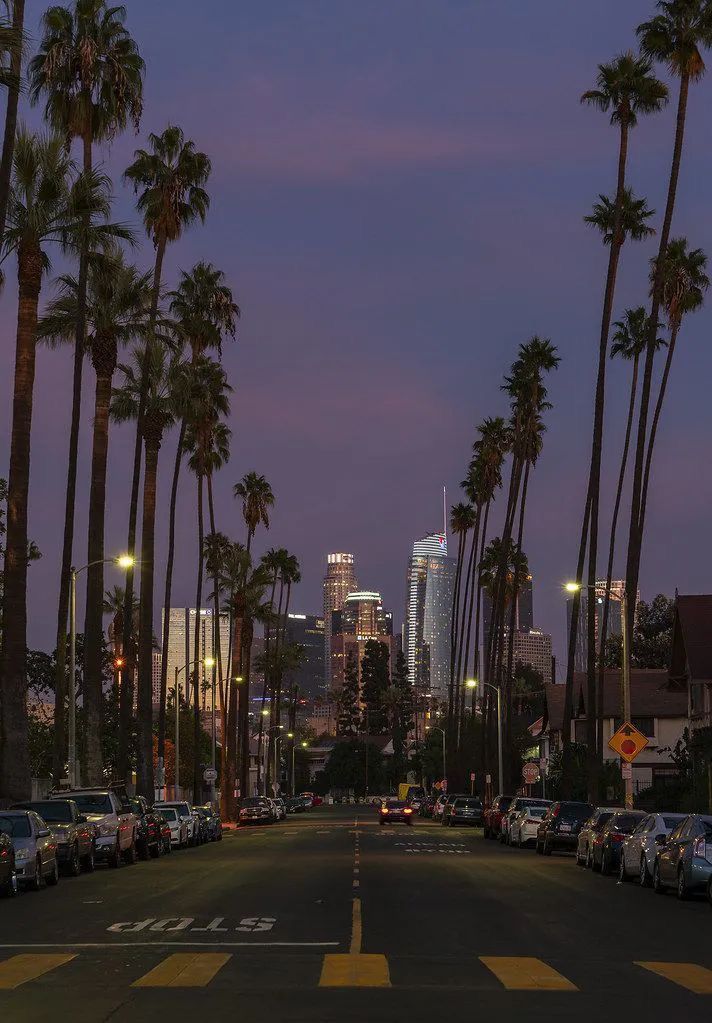 palm trees line the street in front of tall buildings and skyscrapers at dusk with lights on