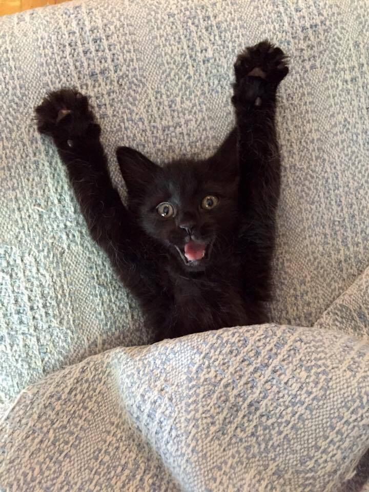 a small black kitten laying on top of a couch with it's paws in the air