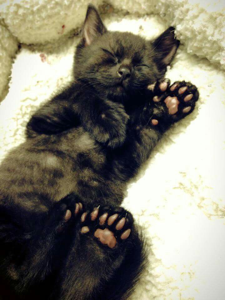 a black cat laying on its back with it's paws up and eyes closed