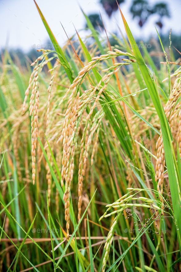 the tall grass is ready to be harvested