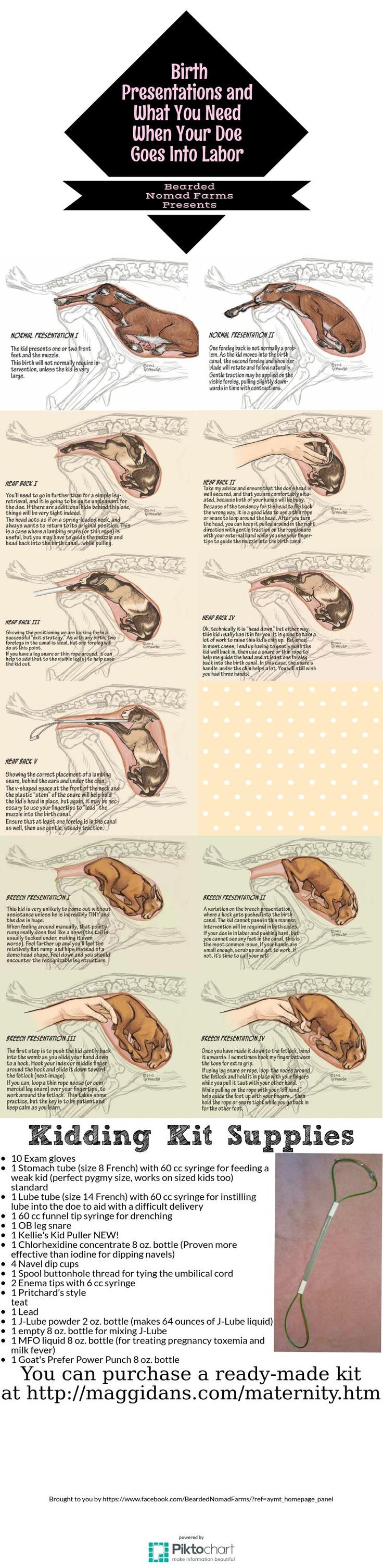 an image of the different types of squids