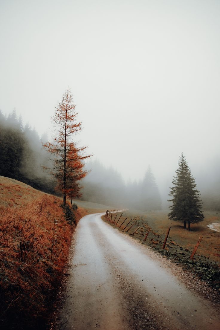 a foggy road with trees on both sides