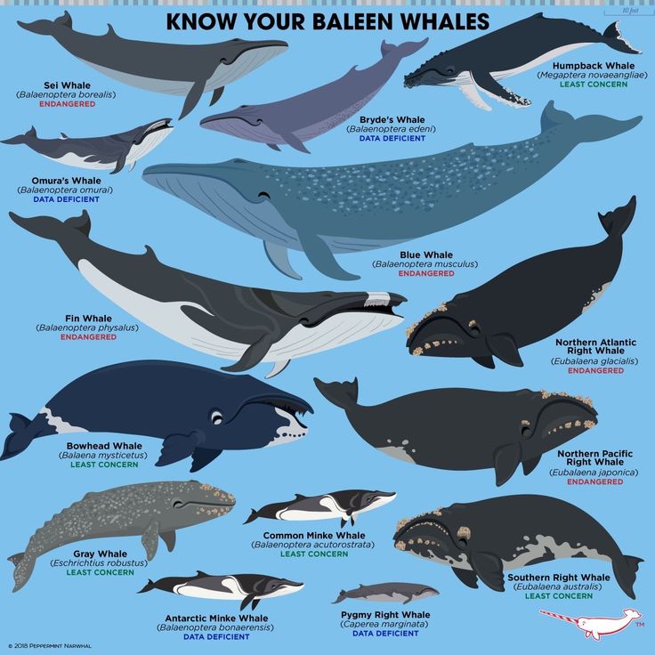 whale species and their names are shown in this poster, which shows the different types of whales