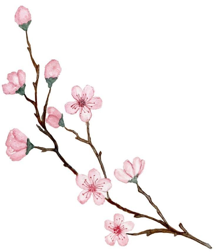 a branch with pink flowers on it against a white background in watercolor and ink