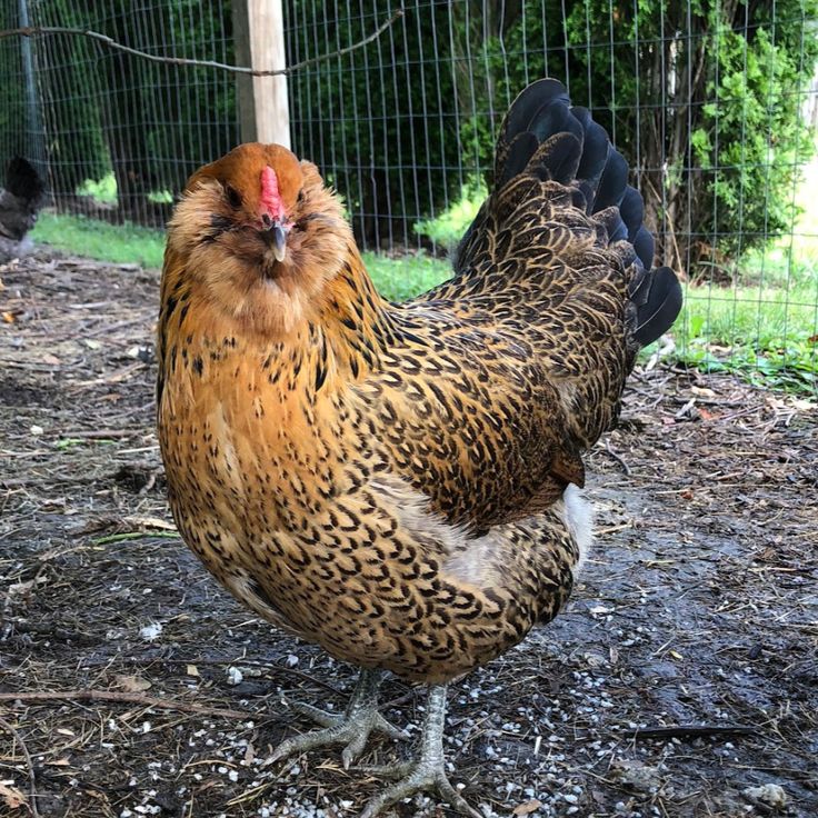 a brown and black chicken standing on top of dirt