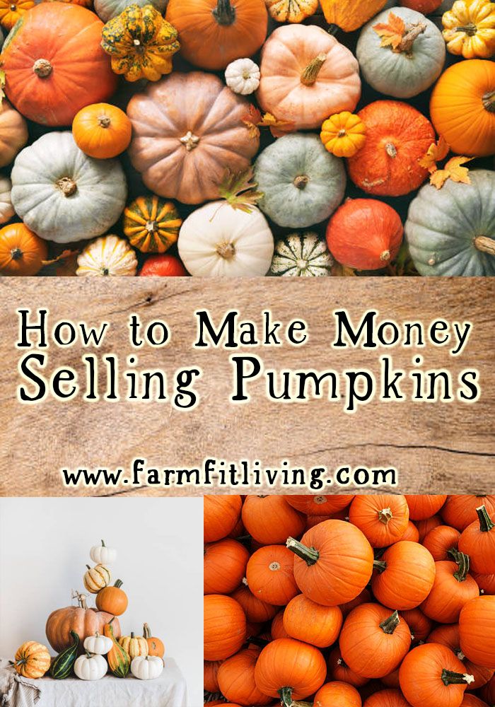 how to make money selling pumpkins from farmliving com - click on the image below