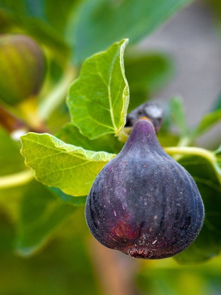 the figs are growing on the tree and ready to be picked