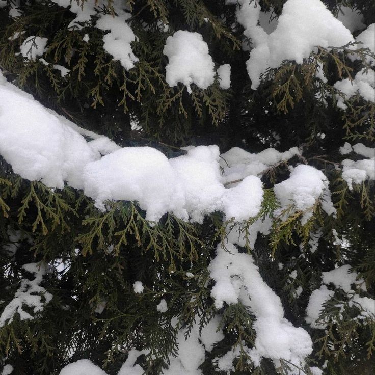 the snow is piled on top of the pine tree