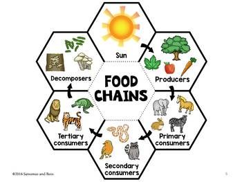 the food chains diagram is shown in this graphic