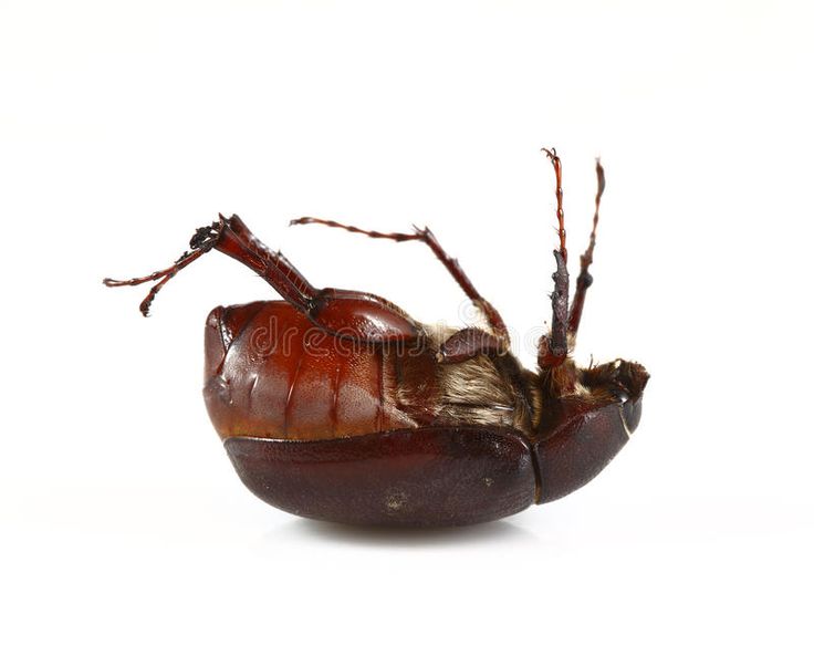 a brown bug on white background with clippings stock images, pictures and royalty illustrations