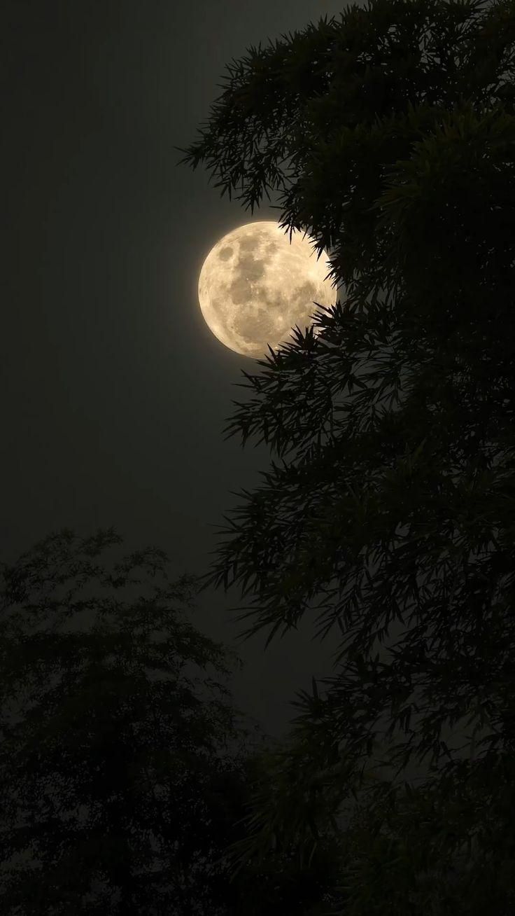 the full moon is seen through some trees