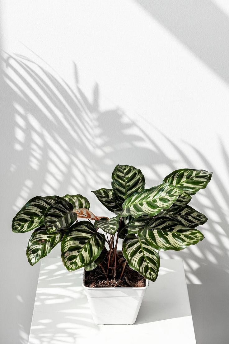 a potted plant sitting on top of a white table