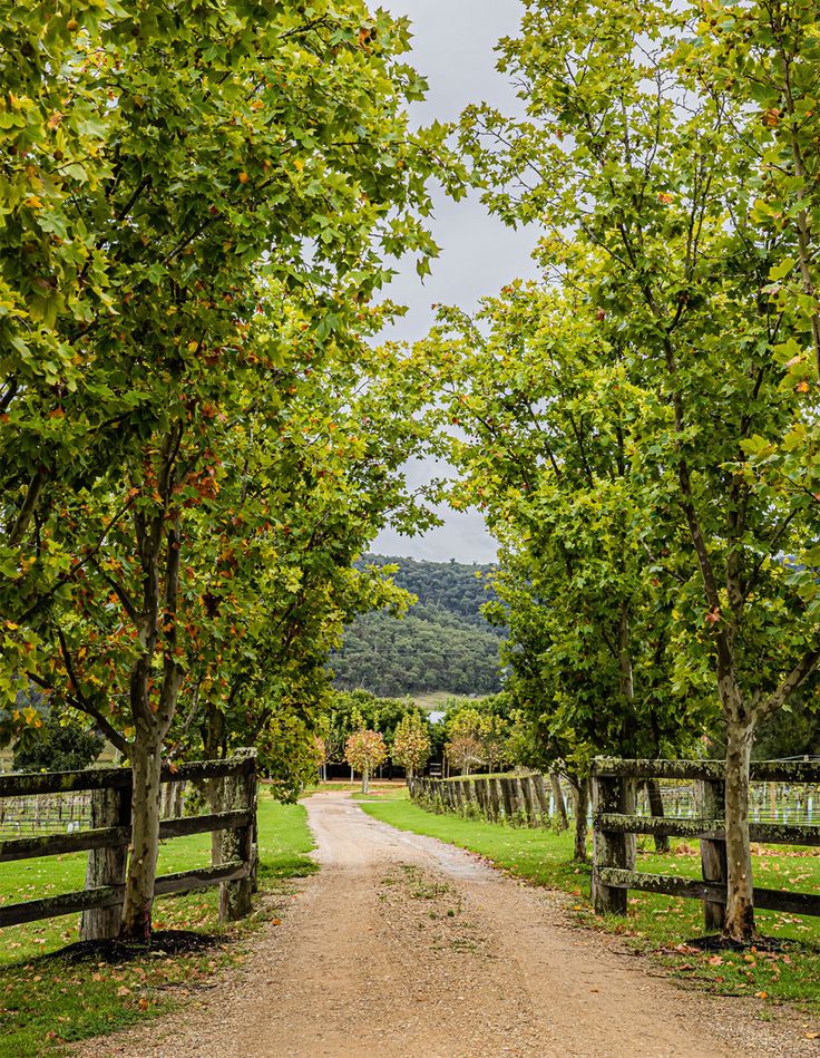 a dirt road surrounded by trees and fenced in area with grass on both sides