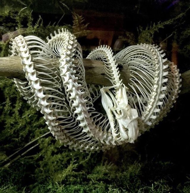 an animal skeleton hanging from a tree branch