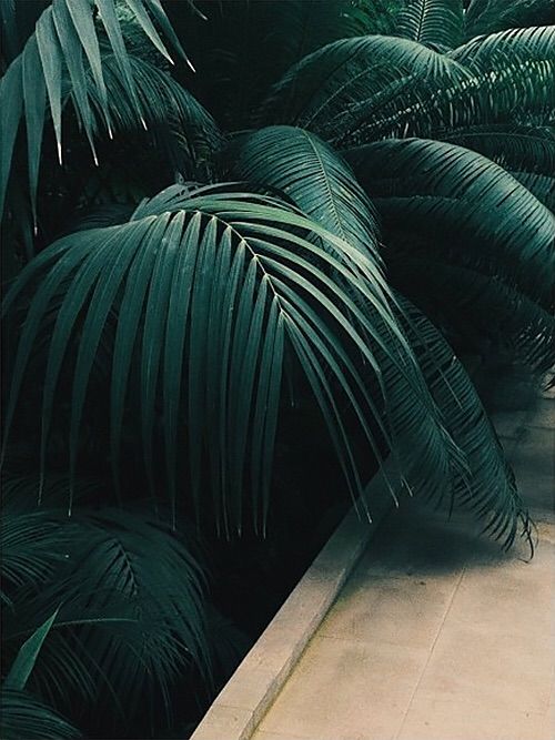 there are many green palm trees in the background, and one is leaning against the wall