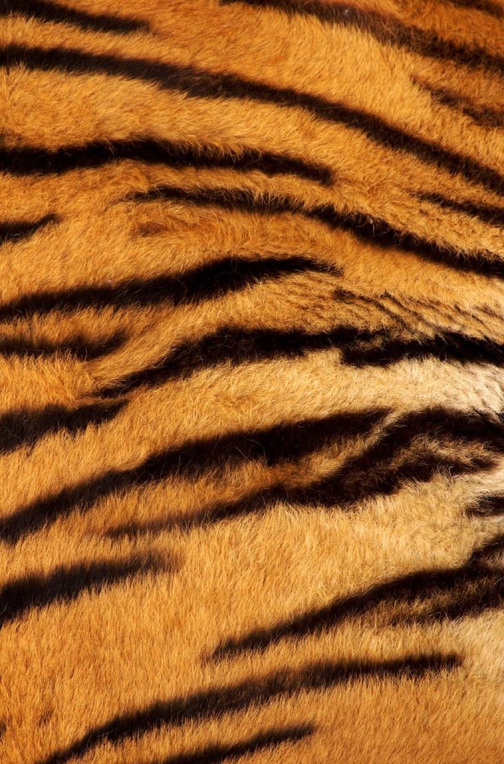 close up image of the skin of a tiger