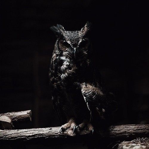 an owl sitting on top of a tree branch