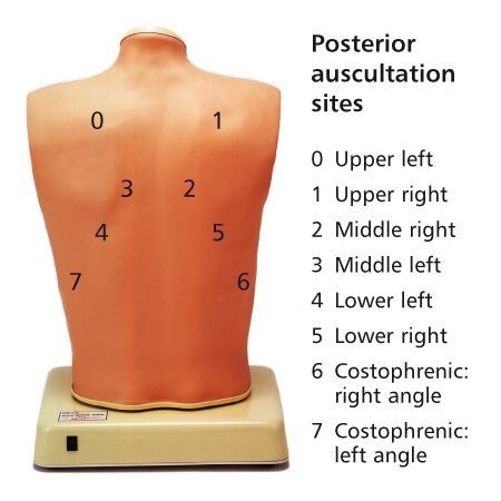 the back of a mannequin with instructions on how to position it