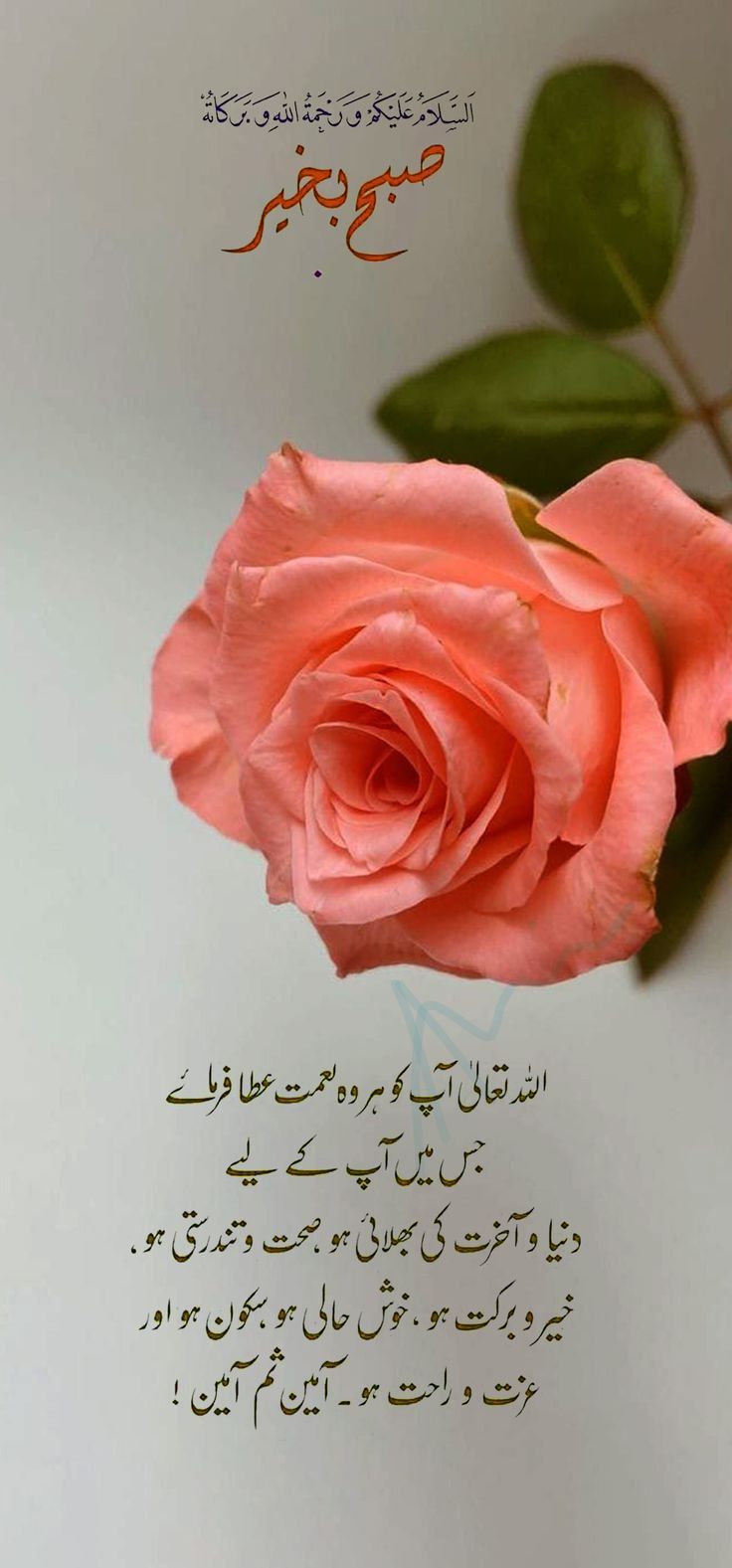 a pink rose with arabic writing on it