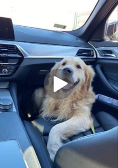 a dog sitting in the driver's seat of a car