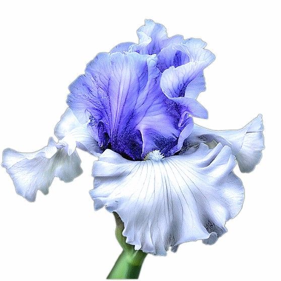 Ancient Greek Goddess, Iris Art, Iris Painting, Iris Flower, Fruit Painting, Watercolor Flower Art, Flower Artwork, Botanical Painting, Iris Flowers