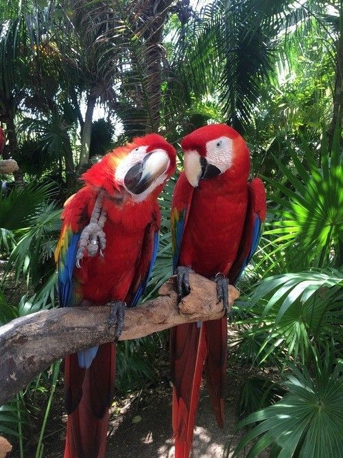 two red and blue parrots are sitting on a branch