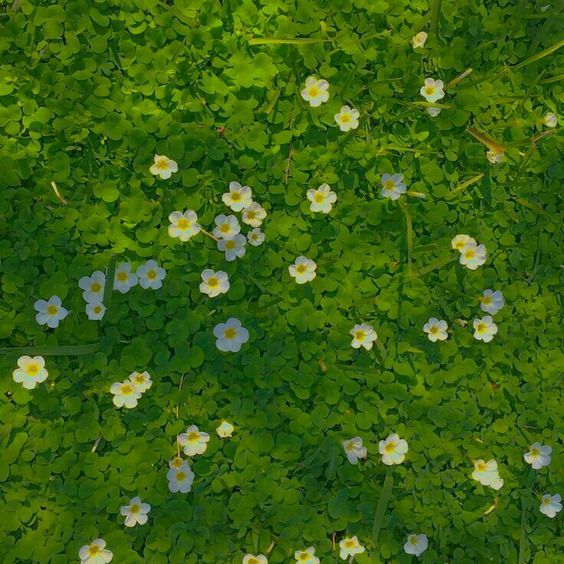 white and blue flowers are growing in the green grass, surrounded by other small plants