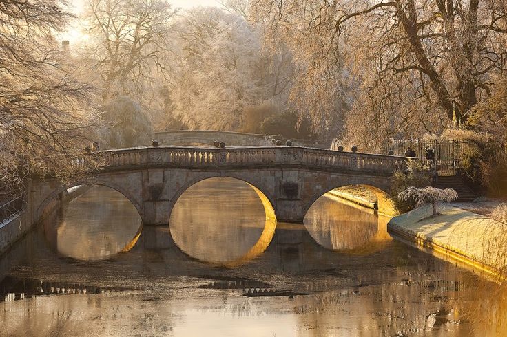 a bridge over a body of water surrounded by trees