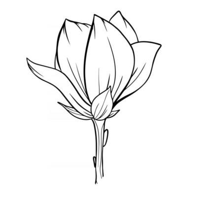 a drawing of a flower on a white background