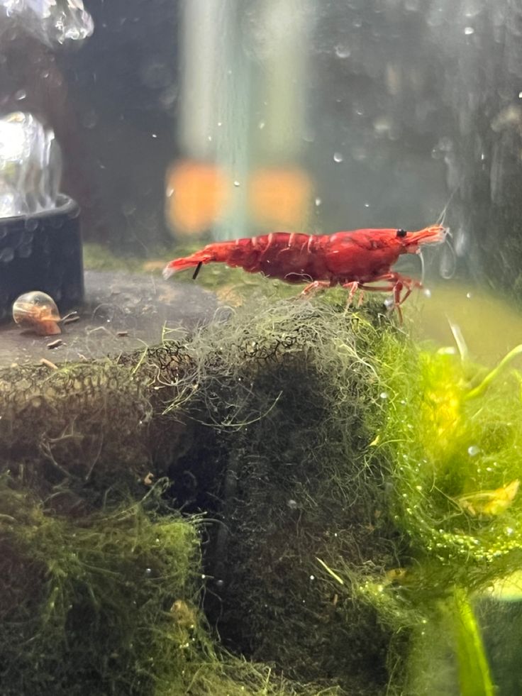 a red shrimp sitting on top of green moss in an aquarium tank next to a snail