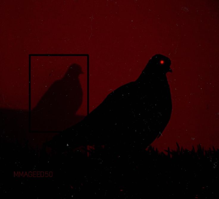 a bird sitting in front of a red background with the shadow of a person's head