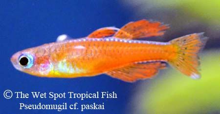 a bright orange tropical fish swimming in an aquarium with the words, the wet spot tropical fish