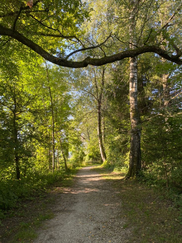 a dirt road surrounded by trees and grass