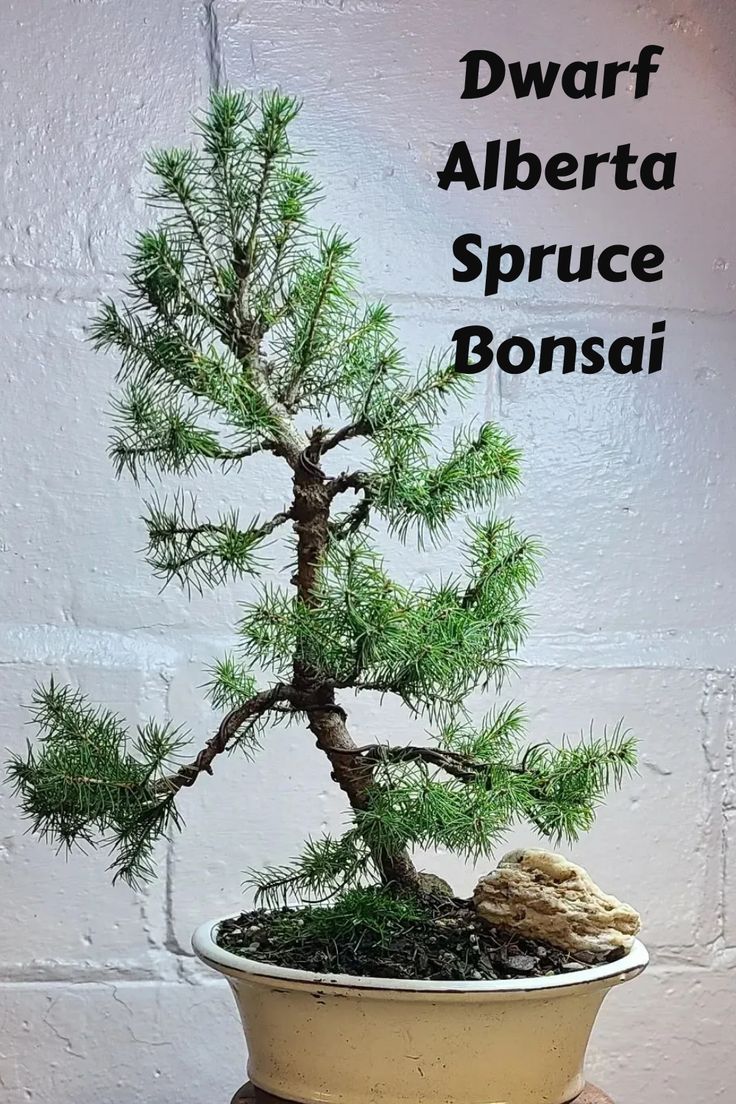 Dwarf Alberta Spruce Bonsai, known for its compact size and dense, needled foliage, beautifully captures the essence of a majestic evergreen in miniature form. Plant enthusiasts appreciate its year-round greenery, making it a delightful addition to both indoor and outdoor bonsai collections. Explore our guide for expert tips on care, styling techniques, and maximizing the beauty of these pint-sized evergreens. Photo Credit: @planted.aesthetics Spruce Bonsai, Picea Glauca, Alberta Spruce, Bonsai Techniques, Spruce Tree, Miniature Trees, Bonsai Tree, House Plants, Plants