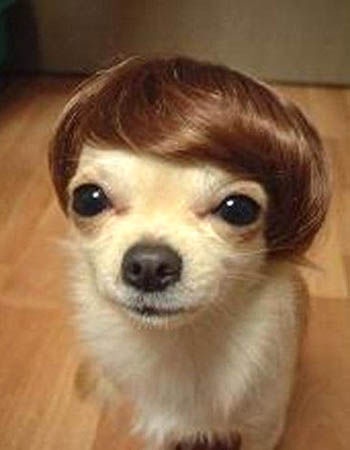 a dog with a wig on its head and the caption that says, lawd hammercy lemon put on my good hair