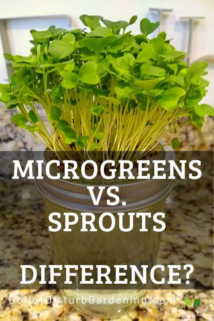 microgreens and sprouts in a glass jar on a granite countertop