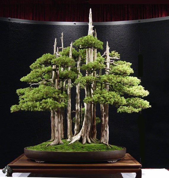 a bonsai tree is displayed on a table