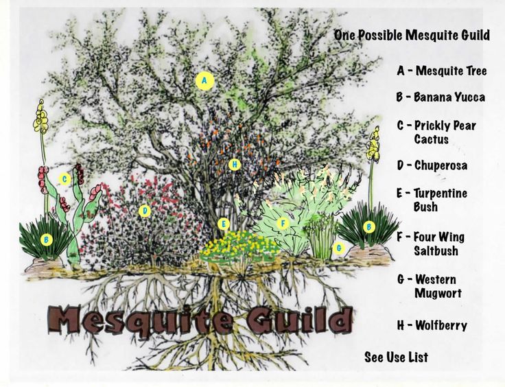 a tree with many different types of plants and flowers around it, labeled in the words mesquite guide