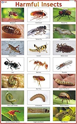 an insect identification poster with pictures of different bugs and other insects on it's surface