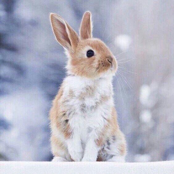 a brown and white rabbit sitting on top of a snow covered ground with trees in the background